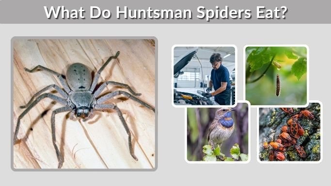 What Do Huntsman Spiders Eat? Diet and Hunting Facts