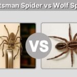 Huntsman Spider vs Wolf Spider: Key Differences Explained