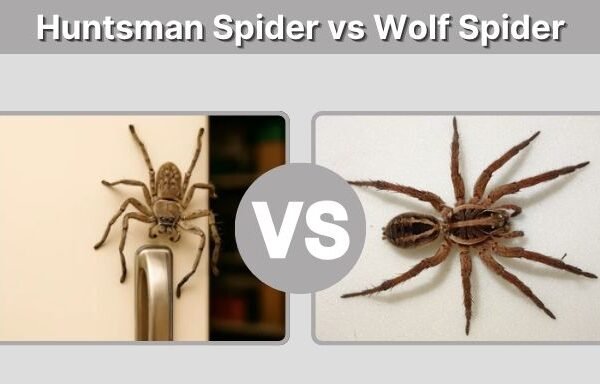 Huntsman Spider vs Wolf Spider: Key Differences Explained
