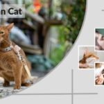 Abyssinian Cat Personality, Lifespan and Health Guide