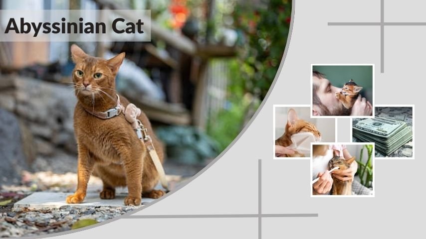 Abyssinian Cat Personality, Lifespan and Health Guide
