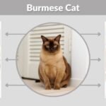 Burmese Cat: Personality, Diet, Lifespan and Care Facts