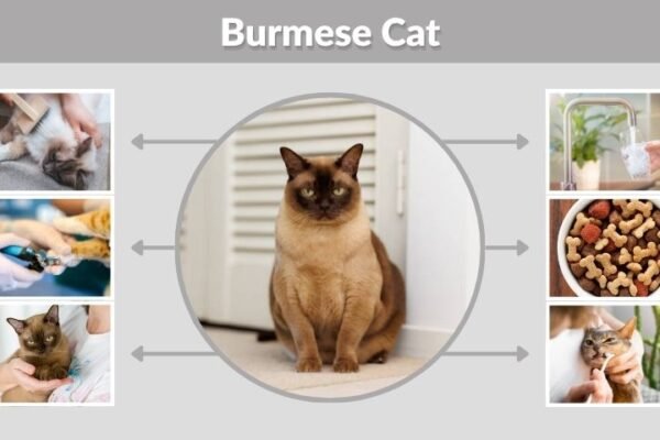 Burmese Cat: Personality, Diet, Lifespan and Care Facts