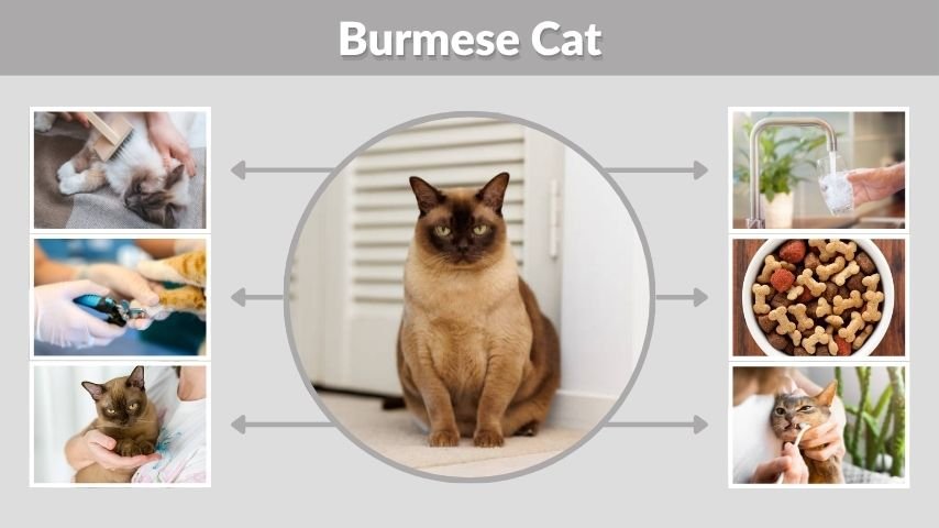 Burmese Cat: Personality, Diet, Lifespan and Care Facts