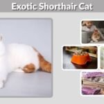 Exotic Shorthair Cat: Personality, Diet, Lifespan and Care Facts