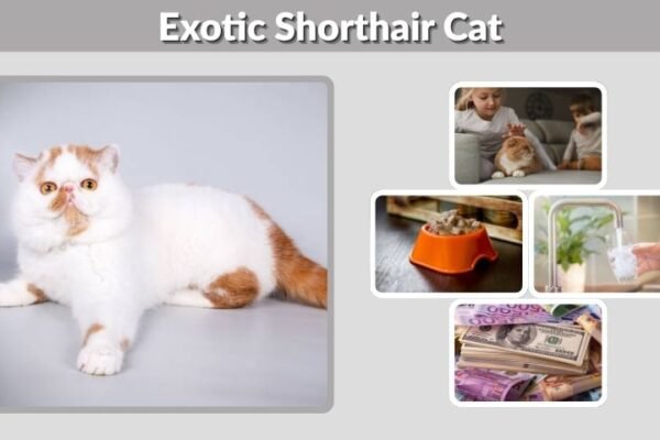 Exotic Shorthair Cat: Personality, Diet, Lifespan and Care Facts