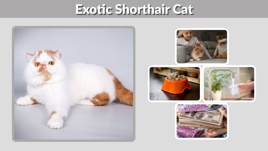 Exotic Shorthair Cat: Personality, Diet, Lifespan and Care Facts