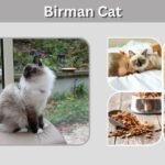 Birman Cat Facts: Lifespan, Personality and Care