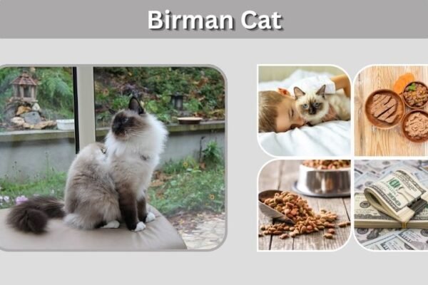 Birman Cat Facts: Lifespan, Personality and Care