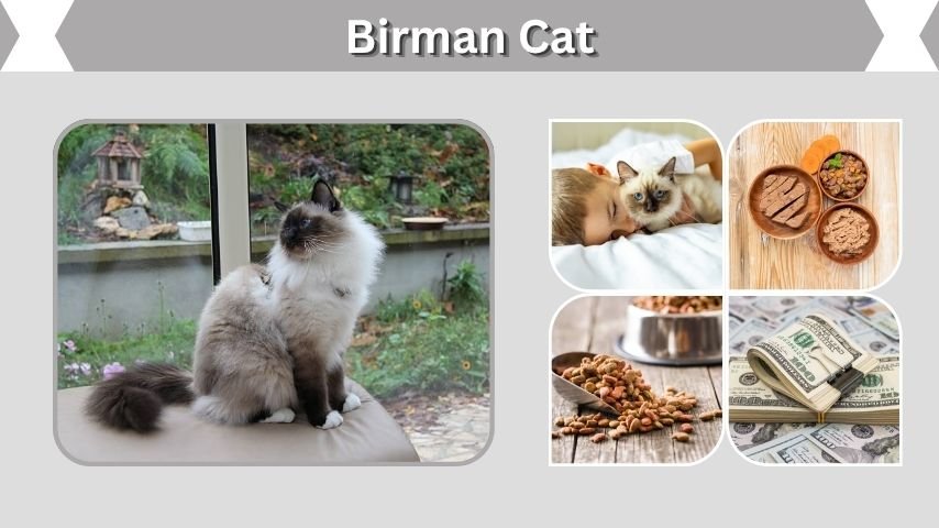 Birman Cat Facts: Lifespan, Personality and Care