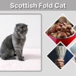Scottish Fold Cat: Personality, Diet, Health and Care Facts
