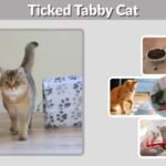 Ticked Tabby Cat: Colors, Traits and Care Guide