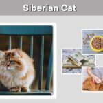 Siberian Cat: Facts, Personality, Diet and Care Guide