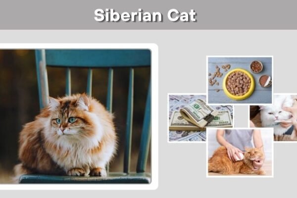 Siberian Cat: Facts, Personality, Diet and Care Guide