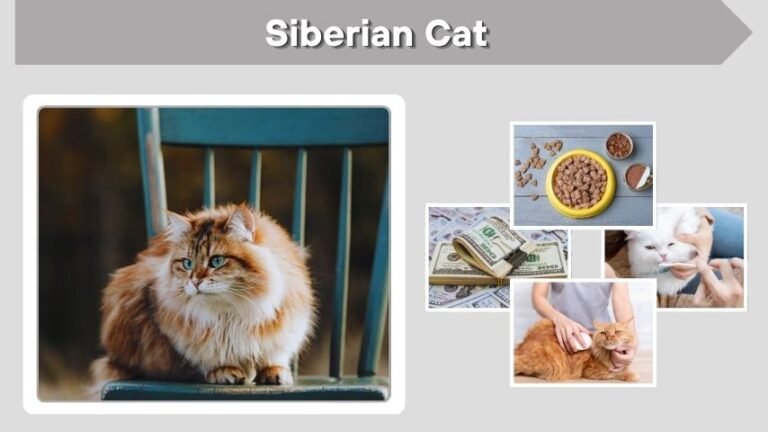 Siberian Cat: Facts, Personality, Diet and Care Guide