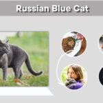 Russian Blue Cat: Facts, Personality, Diet and Care Guide