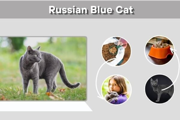 Russian Blue Cat: Facts, Personality, Diet and Care Guide
