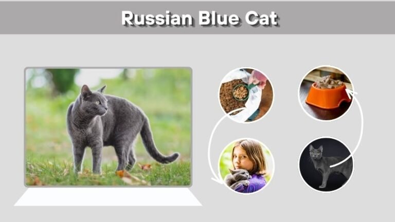 Russian Blue Cat: Facts, Personality, Diet and Care Guide