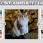 Norwegian Forest Cat: Facts, Diet, Personality and Care Guide
