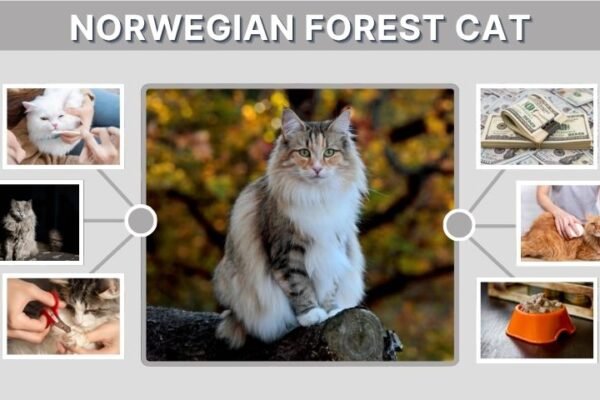 Norwegian Forest Cat: Facts, Diet, Personality and Care Guide