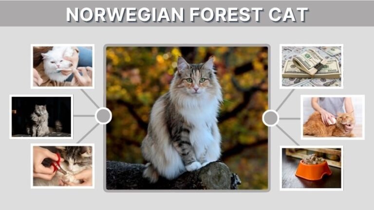 Norwegian Forest Cat: Facts, Diet, Personality and Care Guide