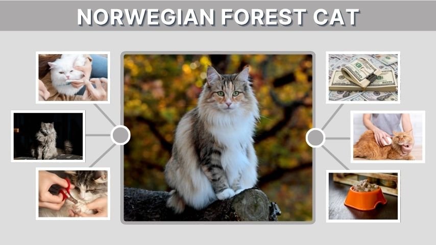 Norwegian Forest Cat: Facts, Diet, Personality and Care Guide