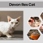Devon Rex Cat: Facts, Personality, Diet, Lifespan and Care Guide
