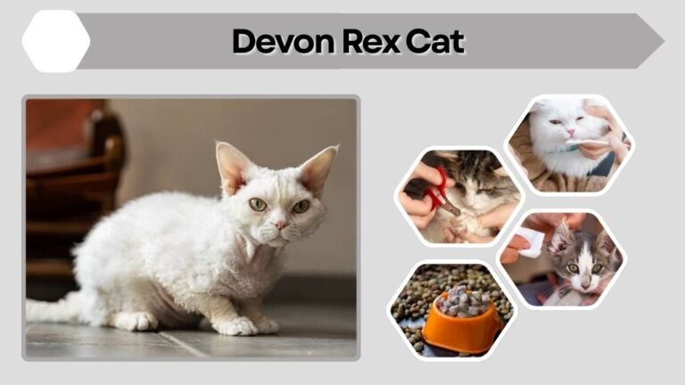 Devon Rex Cat: Facts, Personality, Diet, Lifespan and Care Guide