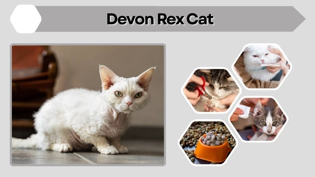 Devon Rex Cat: Facts, Personality, Diet, Lifespan and Care Guide