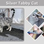 Silver Tabby Cat: Personality, Breeds and Facts