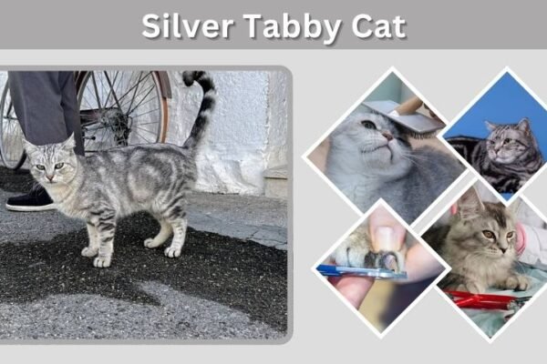 Silver Tabby Cat: Personality, Breeds and Facts