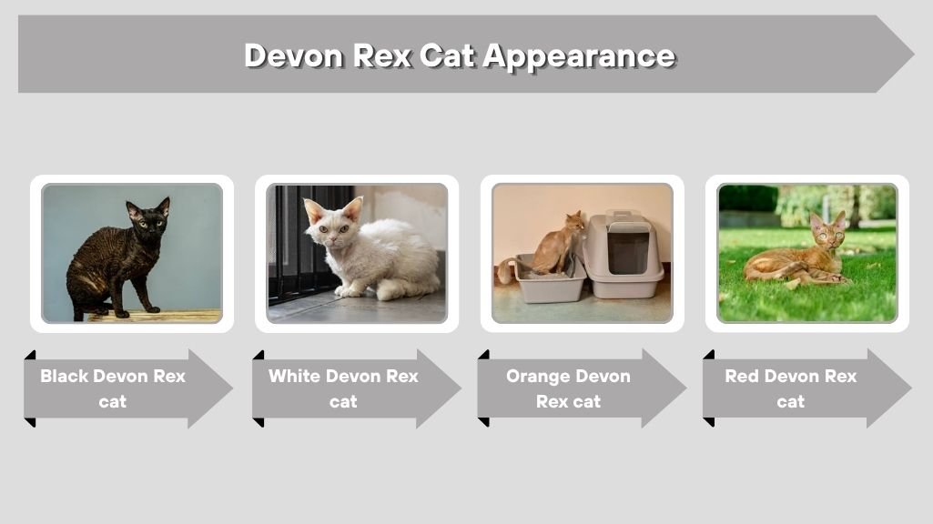 Devon Rex Cat Appearance