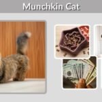 Munchkin Cat: Personality, Lifespan and Health Facts