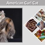 American Curl Cat: Personality, Lifespan and Care Guide