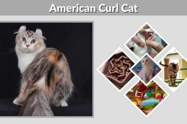 American Curl Cat: Personality, Lifespan and Care Guide
