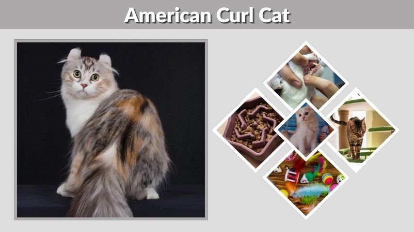 American Curl Cat: Personality, Lifespan and Care Guide