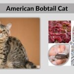 American Bobtail Cat: Personality, Health & Care Guide