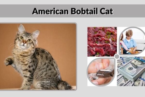 American Bobtail Cat: Personality, Health & Care Guide
