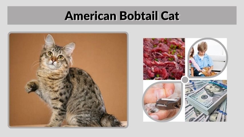 American Bobtail Cat: Personality, Health & Care Guide