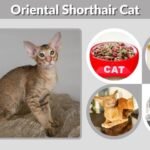 Oriental Shorthair Cat: Personality, Diet & Care Guide