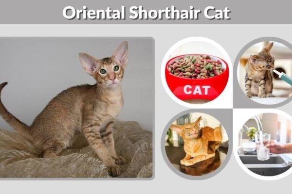 Oriental Shorthair Cat: Personality, Diet & Care Guide