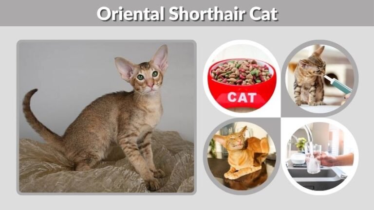 Oriental Shorthair Cat: Personality, Diet & Care Guide