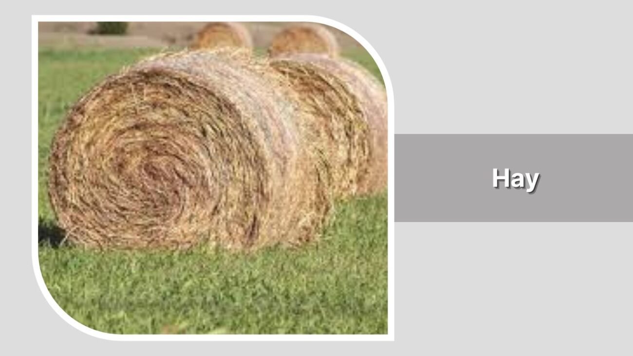 Hay
