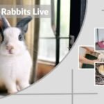 How Long Do Domestic Rabbits Live? Lifespan and Care