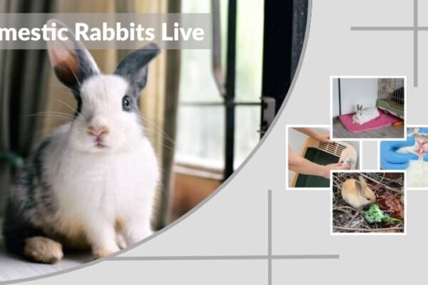 How Long Do Domestic Rabbits Live? Lifespan and Care