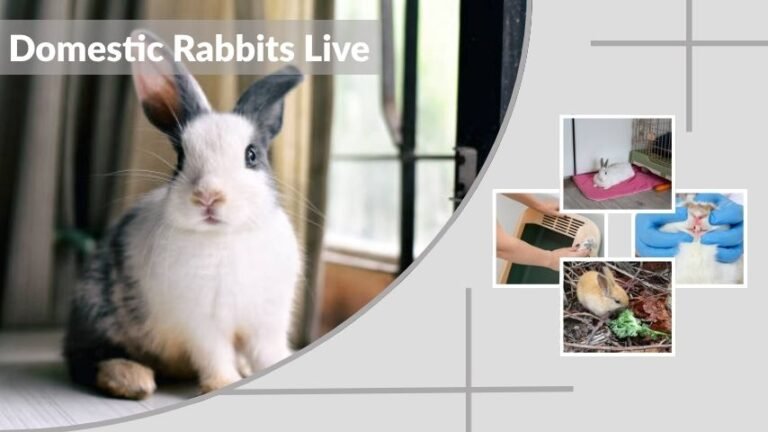 How Long Do Domestic Rabbits Live? Lifespan and Care