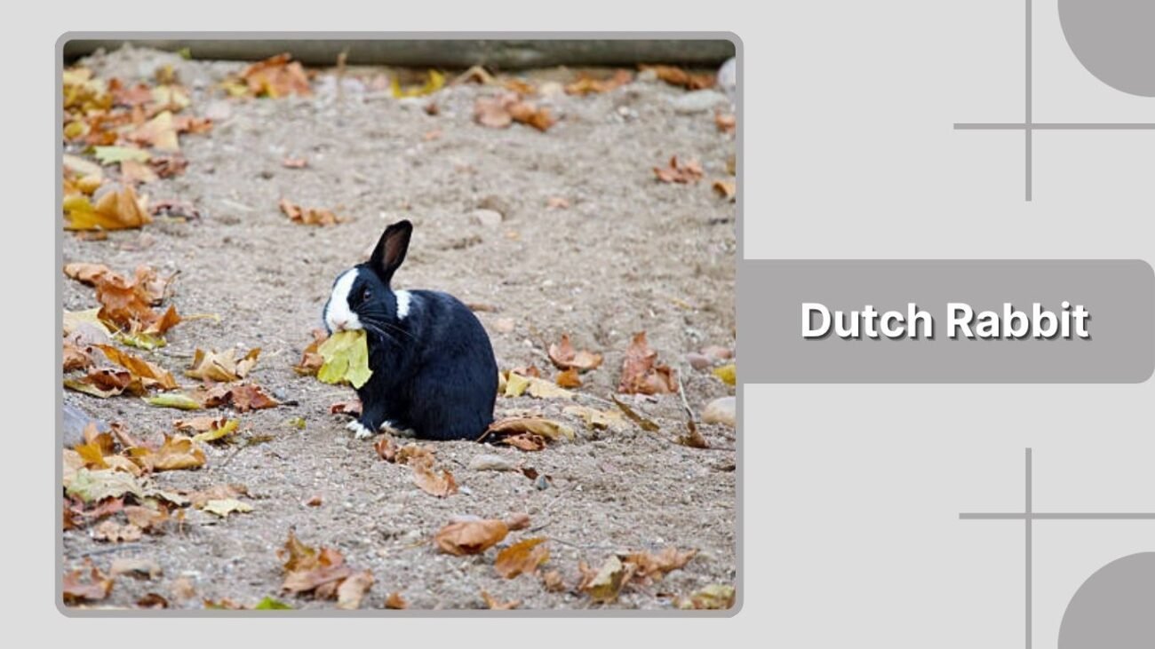 Dutch Rabbit