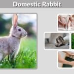 Domestic Rabbit: Size, Habitat, Life Cycle, Diet, Care
