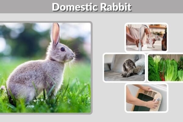 Domestic Rabbit: Size, Habitat, Life Cycle, Diet, Care