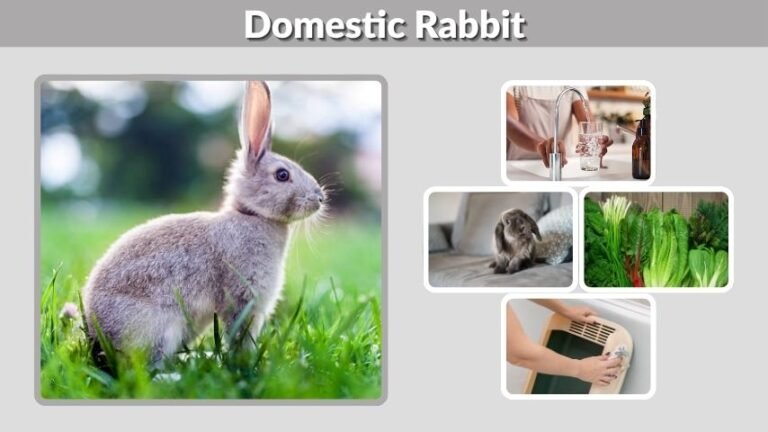 Domestic Rabbit: Size, Habitat, Life Cycle, Diet, Care